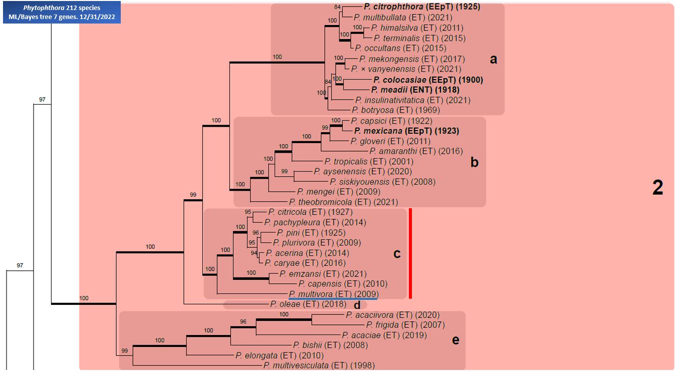    Phytophthora  spp. in subclade 2c:  portion of the seven-loci ML phylogeny featuring the type cultures of 212 described species (by T. Bourret). Notice the position of   P. multivora  Ex-type CBS 124094 = Samp;T BL 104 . Gloria Abad, USDA Samp;T.
